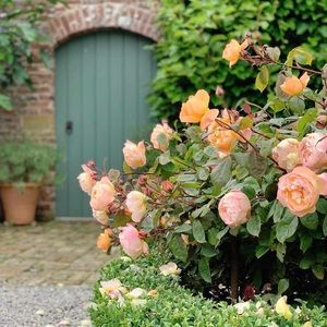 Meet your Posher, Posh